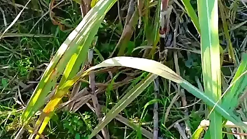 Greatest Gonzo Indian Village Gonzo Torturous Porno In Hindi