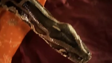 Sexual Freedom From India