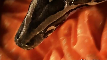 Looking Supreme In Marvelous Asia